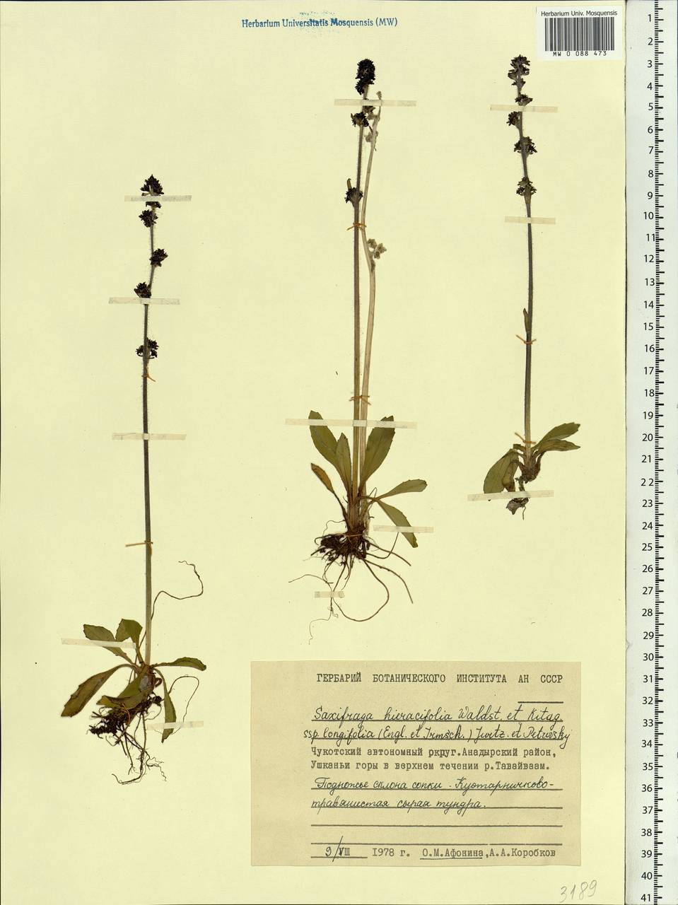 Micranthes hieraciifolia (Waldst. & Kit.) Haw., Сибирь, Чукотка и Камчатка (S7) (Россия)