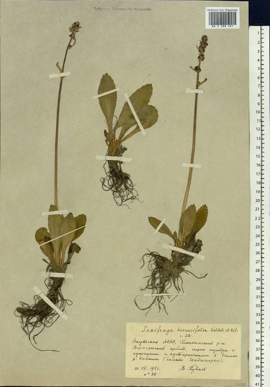 Micranthes hieraciifolia (Waldst. & Kit.) Haw., Сибирь, Якутия (S5) (Россия)