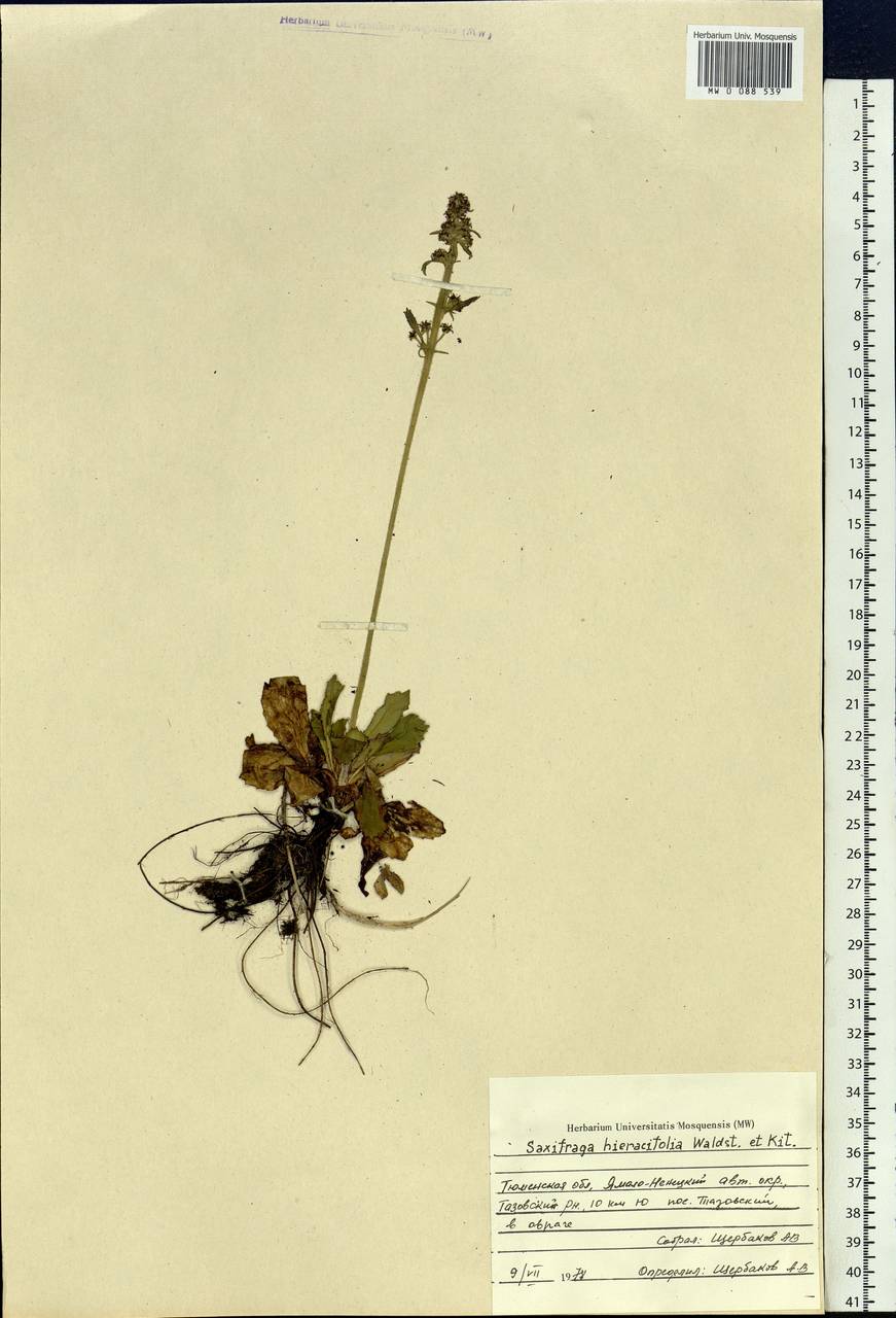 Micranthes hieraciifolia (Waldst. & Kit.) Haw., Сибирь, Западная Сибирь (S1) (Россия)