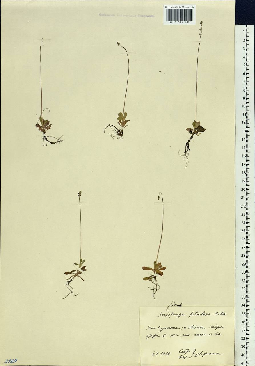 Камнеломка листочковая (R. Br.) Gornall, Сибирь, Чукотка и Камчатка (S7) (Россия)