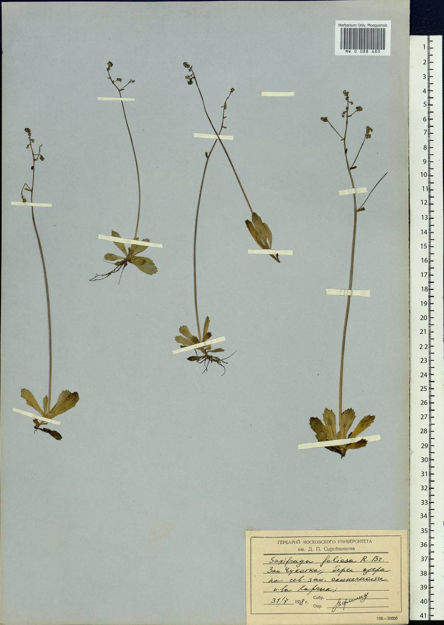 Камнеломка листочковая (R. Br.) Gornall, Сибирь, Чукотка и Камчатка (S7) (Россия)