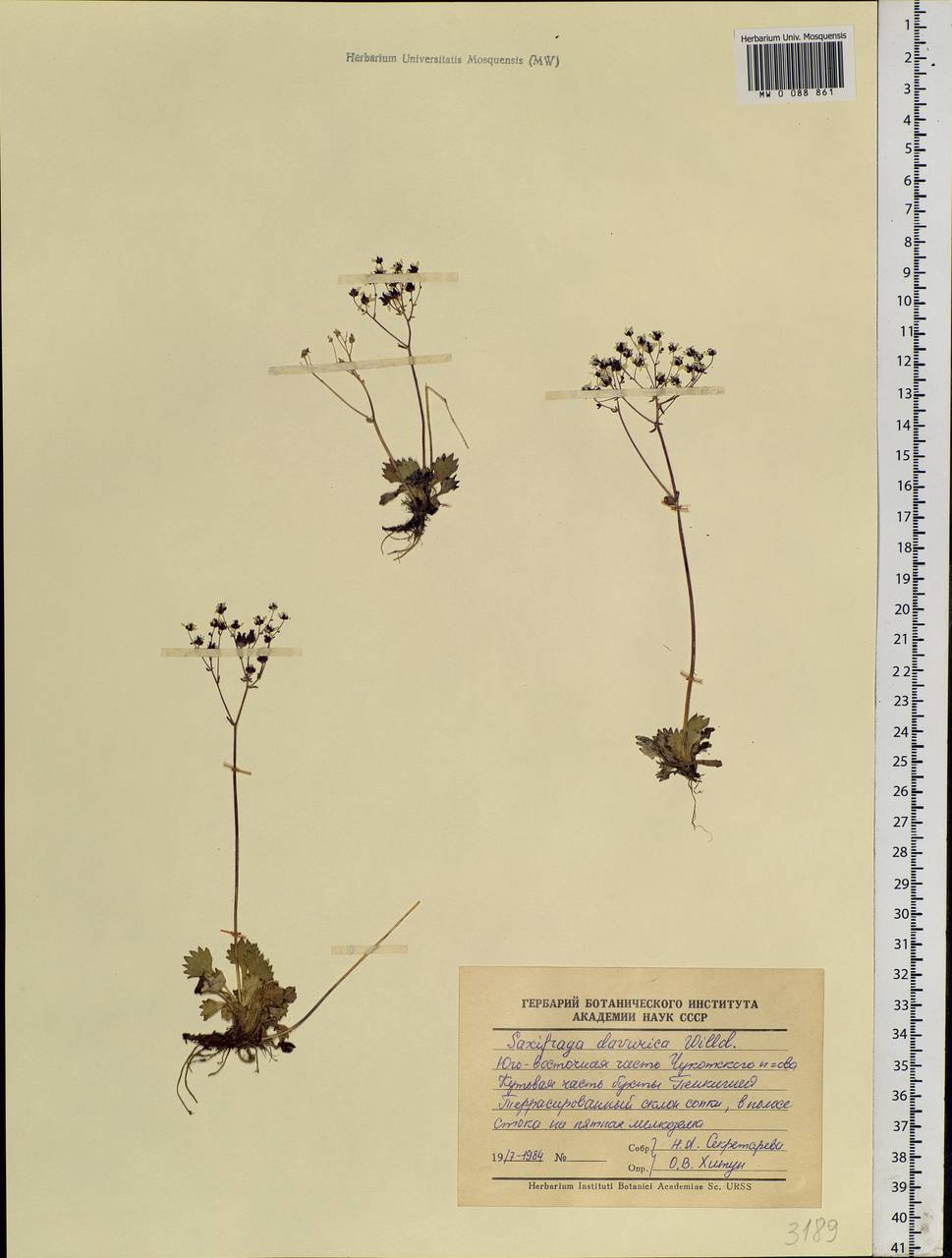 Камнеломка даурская (Willd.) Small, Сибирь, Чукотка и Камчатка (S7) (Россия)