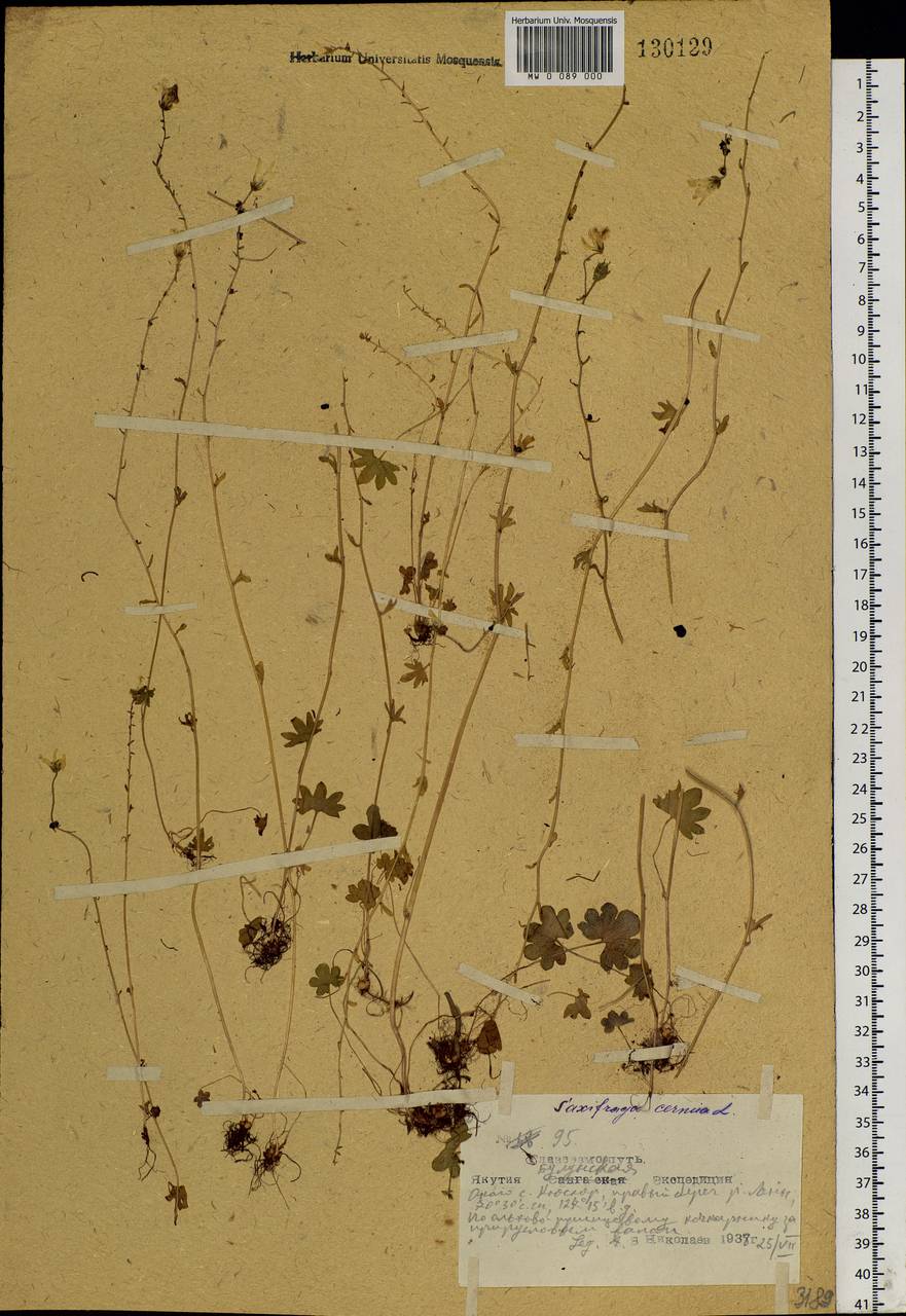 Камнеломка наклоненная, Камнеломка поникающая L., Сибирь, Якутия (S5) (Россия)