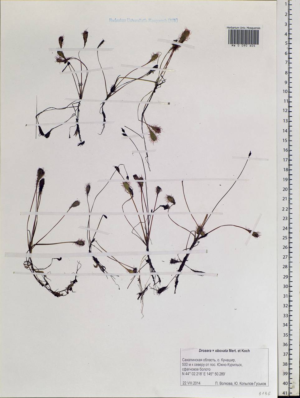 Drosera ×obovata Mert. & W. D. J. Koch, Сибирь, Дальний Восток (S6) (Россия)