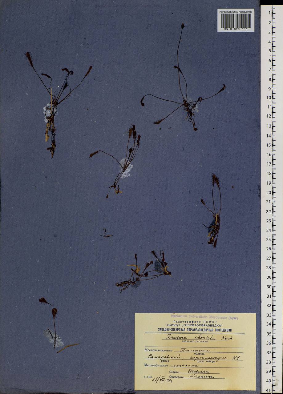 Drosera ×obovata Mert. & W. D. J. Koch, Сибирь, Западная Сибирь (S1) (Россия)