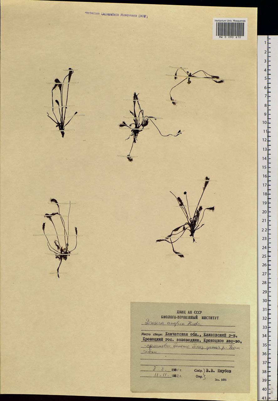 Drosera ×anglica Huds., Сибирь, Чукотка и Камчатка (S7) (Россия)