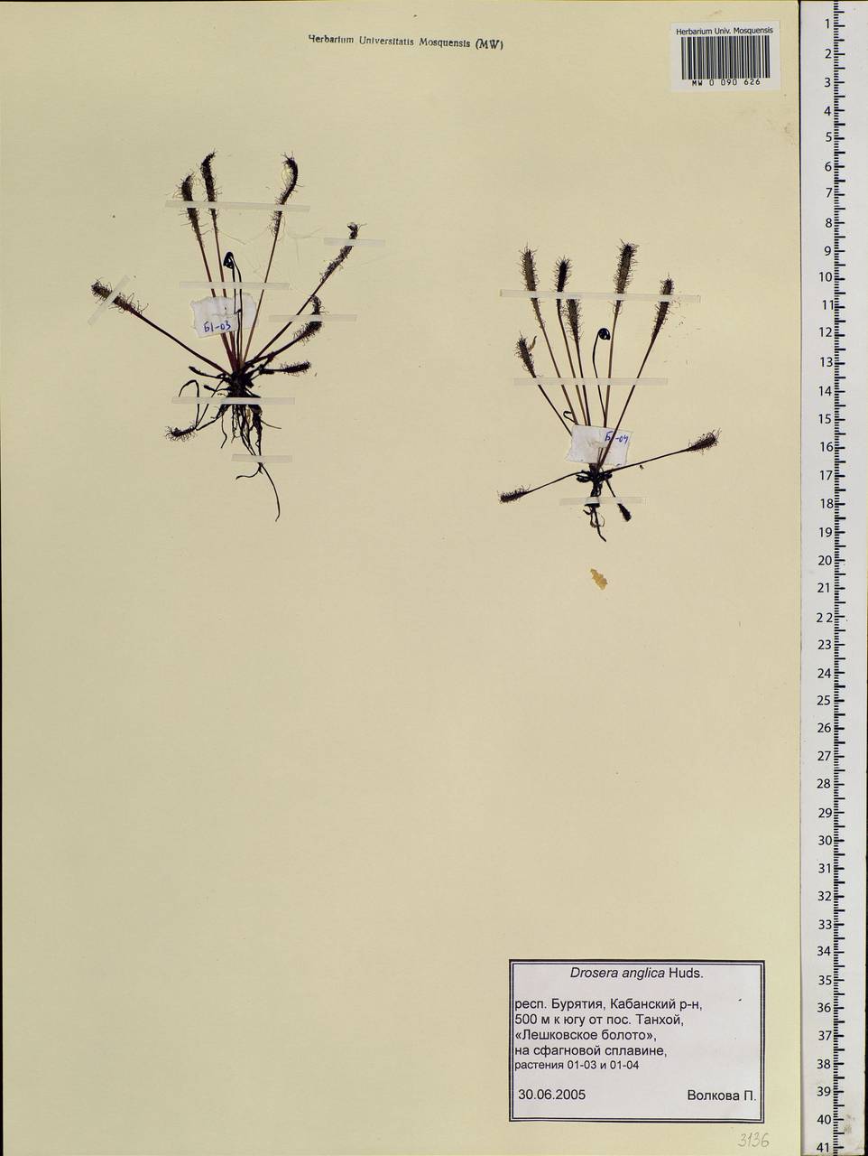 Drosera ×anglica Huds., Сибирь, Прибайкалье и Забайкалье (S4) (Россия)