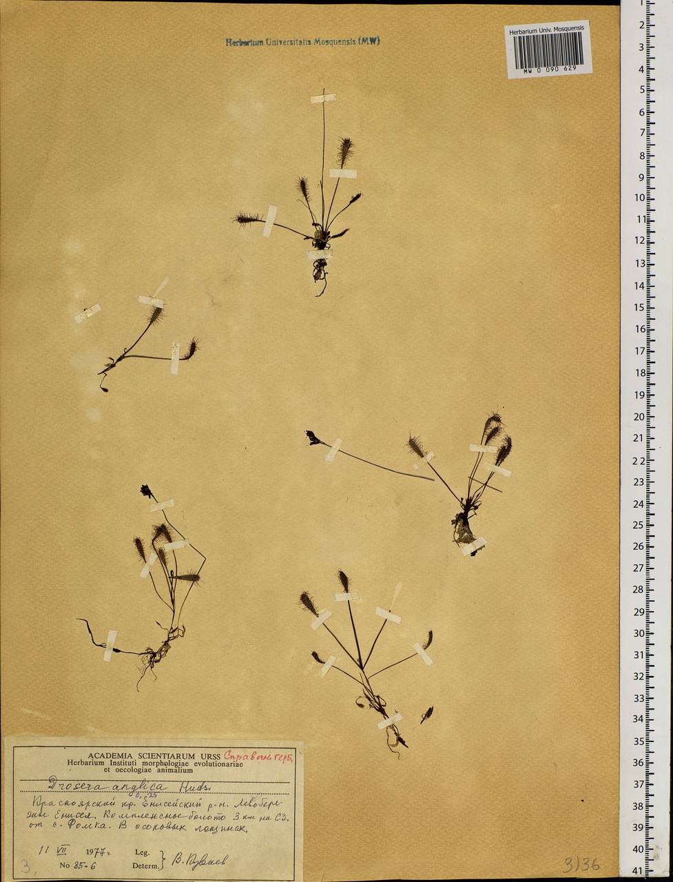 Drosera ×anglica Huds., Сибирь, Центральная Сибирь (S3) (Россия)