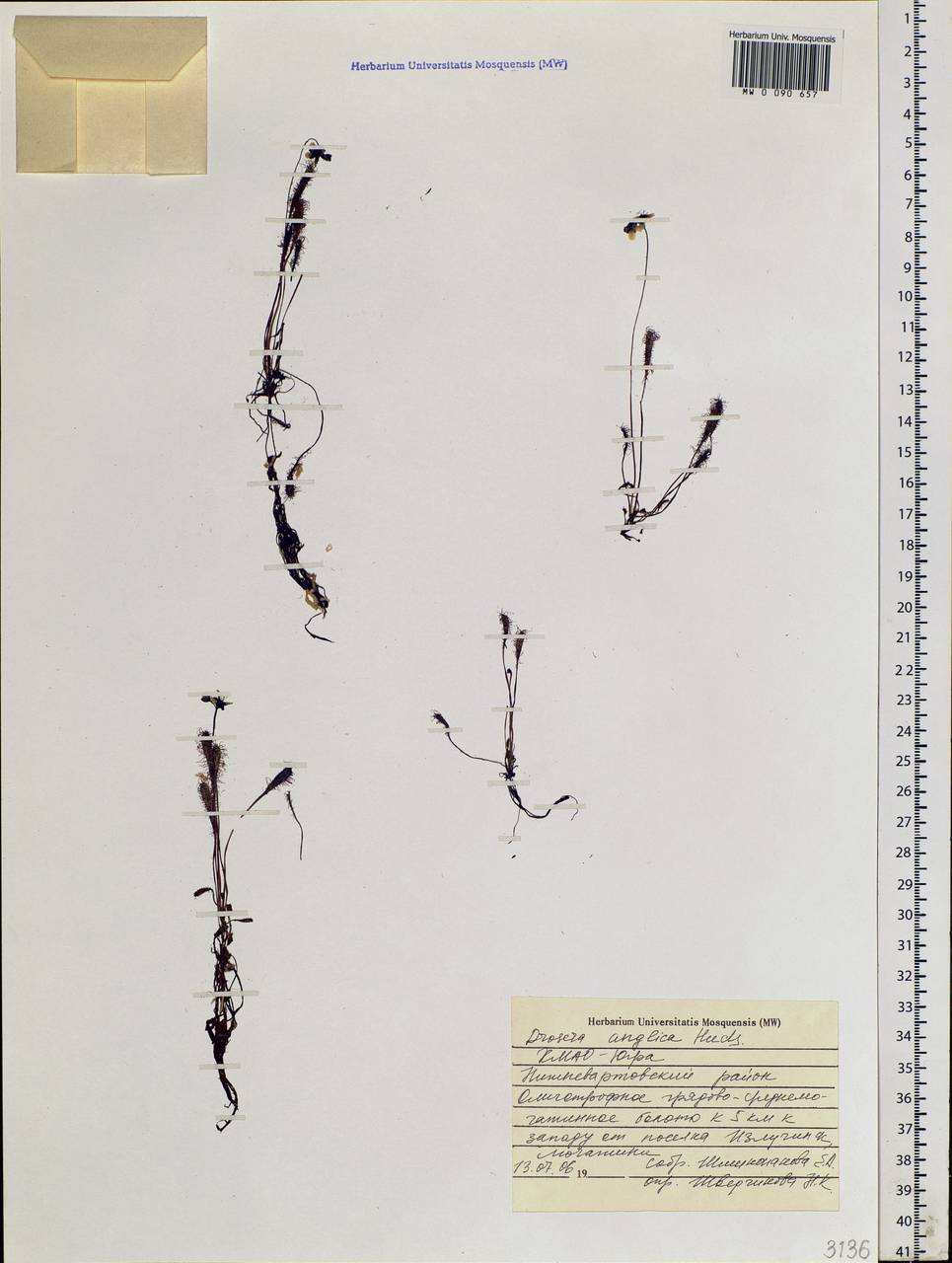 Drosera ×anglica Huds., Сибирь, Западная Сибирь (S1) (Россия)