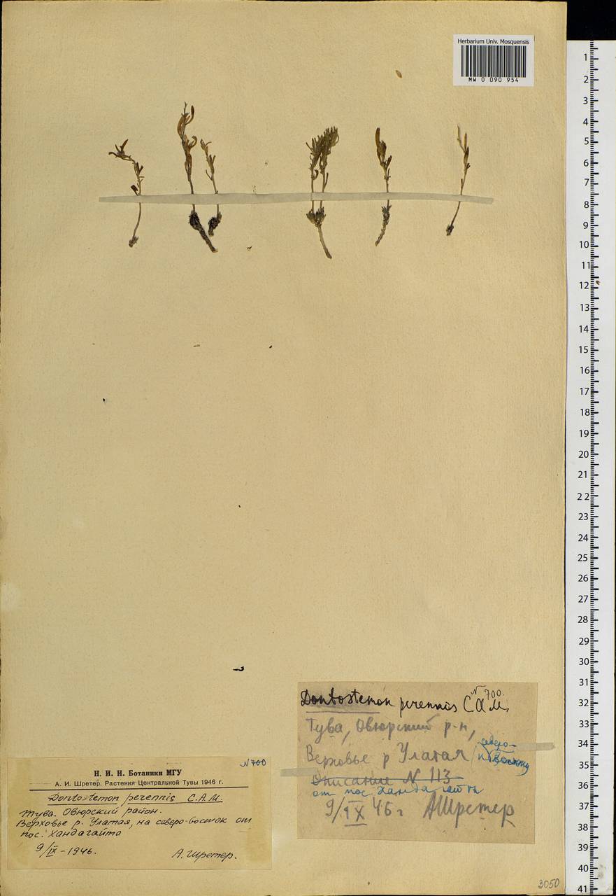 Донтостемон многолетний C.A.Mey., Сибирь, Алтай и Саяны (S2) (Россия)