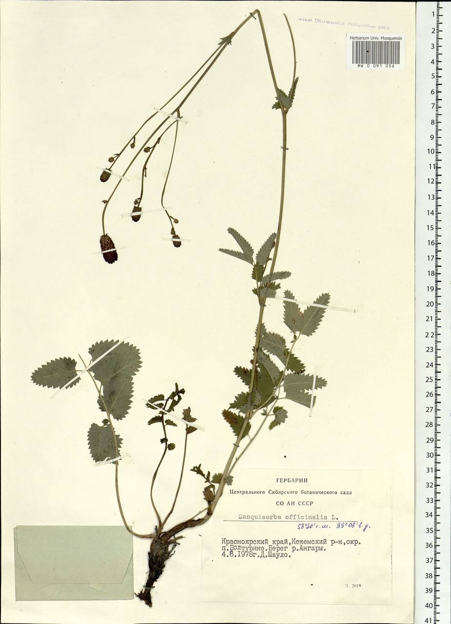 Кровохлебка лекарственная L., Сибирь, Центральная Сибирь (S3) (Россия)