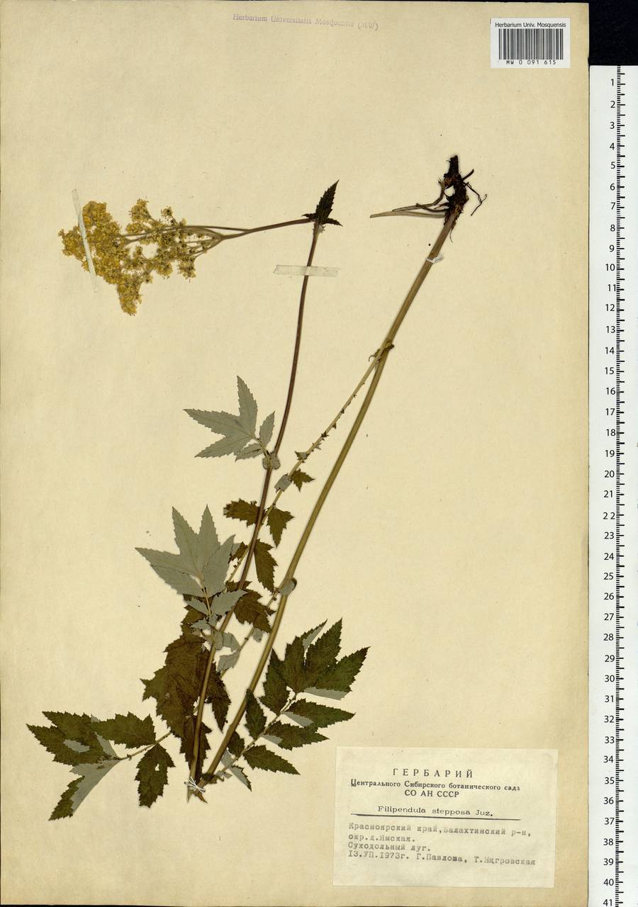 Filipendula ulmaria subsp. picbaueri (Podp.) Smejkal, Сибирь, Алтай и Саяны (S2) (Россия)