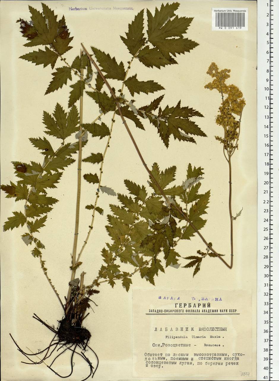 Filipendula ulmaria subsp. picbaueri (Podp.) Smejkal, Сибирь, Западная Сибирь (S1) (Россия)