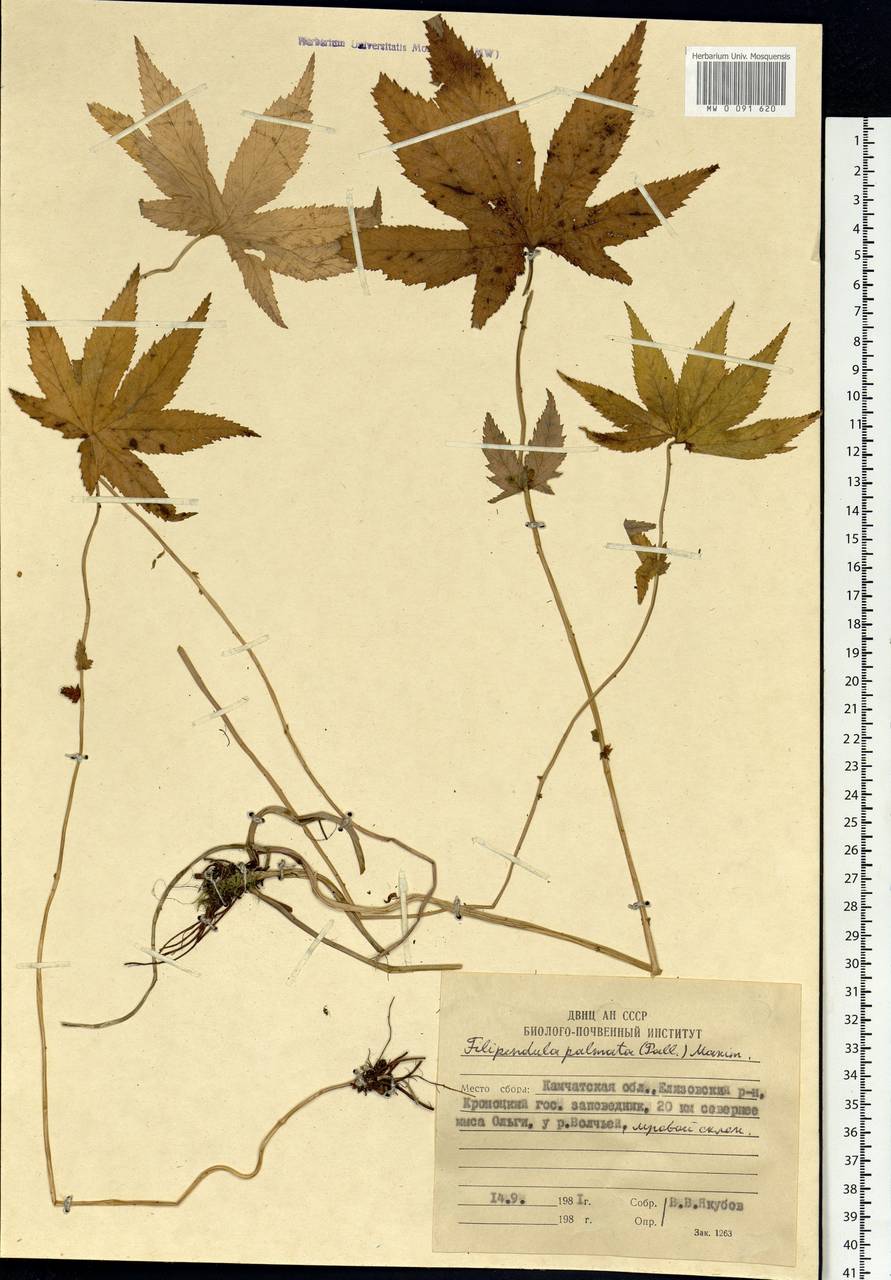 Filipendula digitata (Willd.) Bergmans, Сибирь, Чукотка и Камчатка (S7) (Россия)