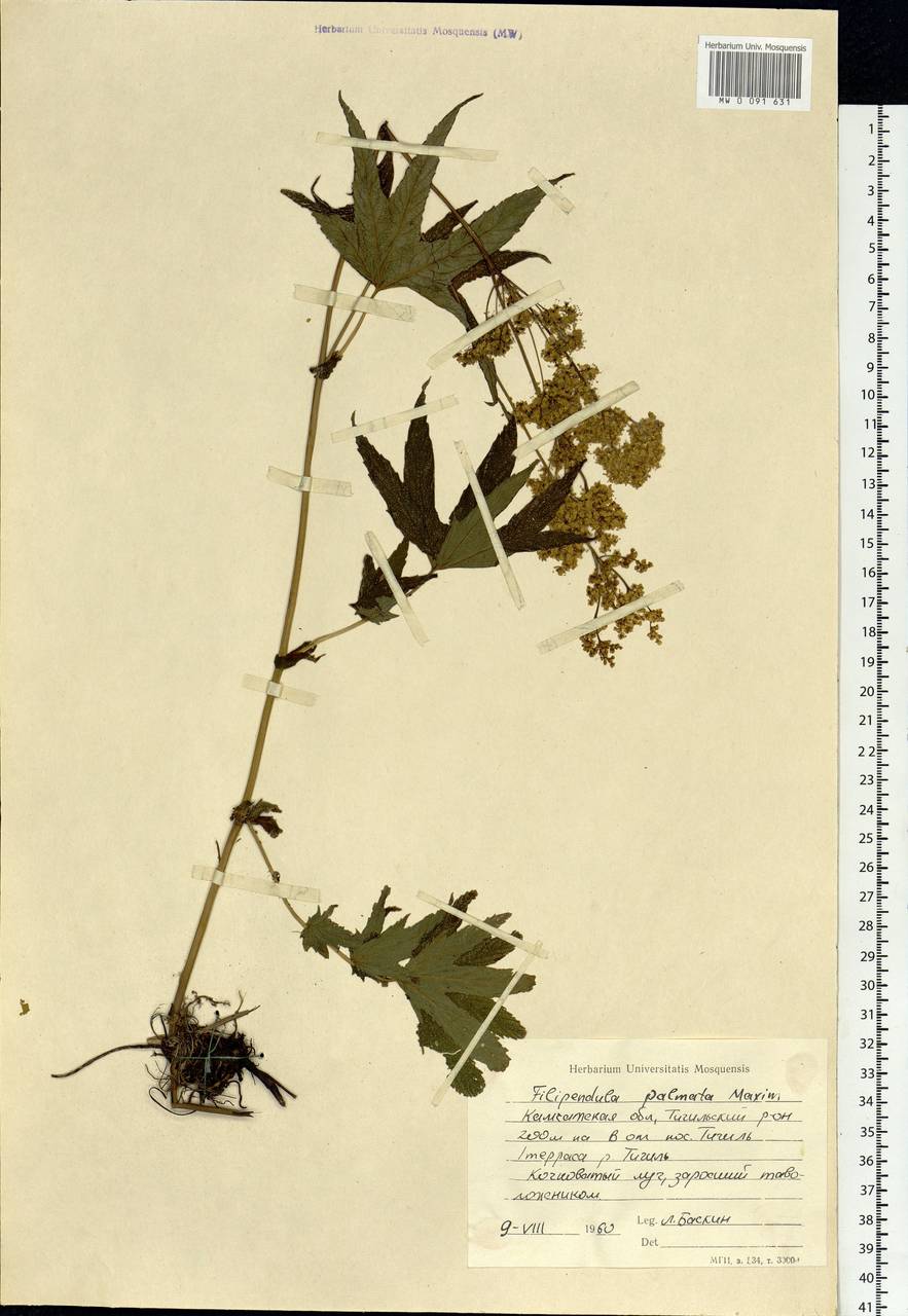 Filipendula digitata (Willd.) Bergmans, Сибирь, Чукотка и Камчатка (S7) (Россия)