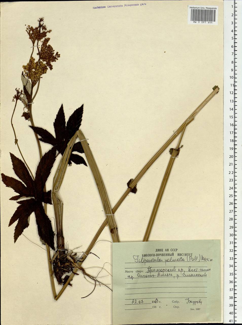 Filipendula digitata (Willd.) Bergmans, Сибирь, Дальний Восток (S6) (Россия)