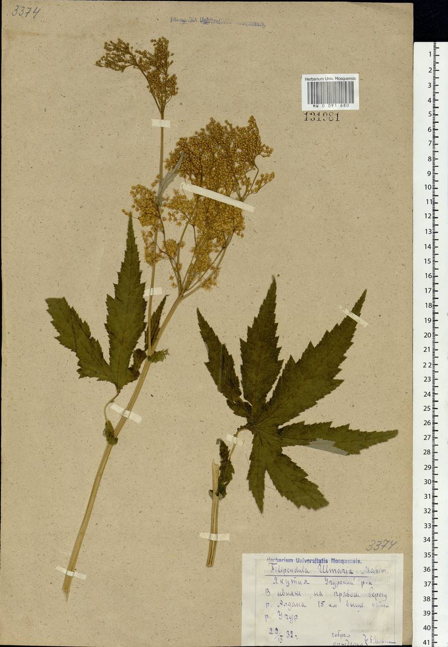 Filipendula digitata (Willd.) Bergmans, Сибирь, Якутия (S5) (Россия)