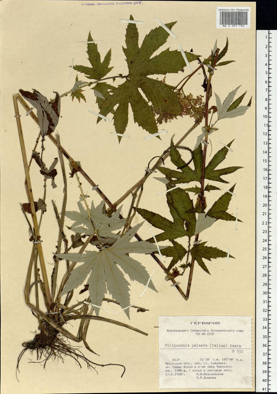 Filipendula digitata (Willd.) Bergmans, Сибирь, Прибайкалье и Забайкалье (S4) (Россия)