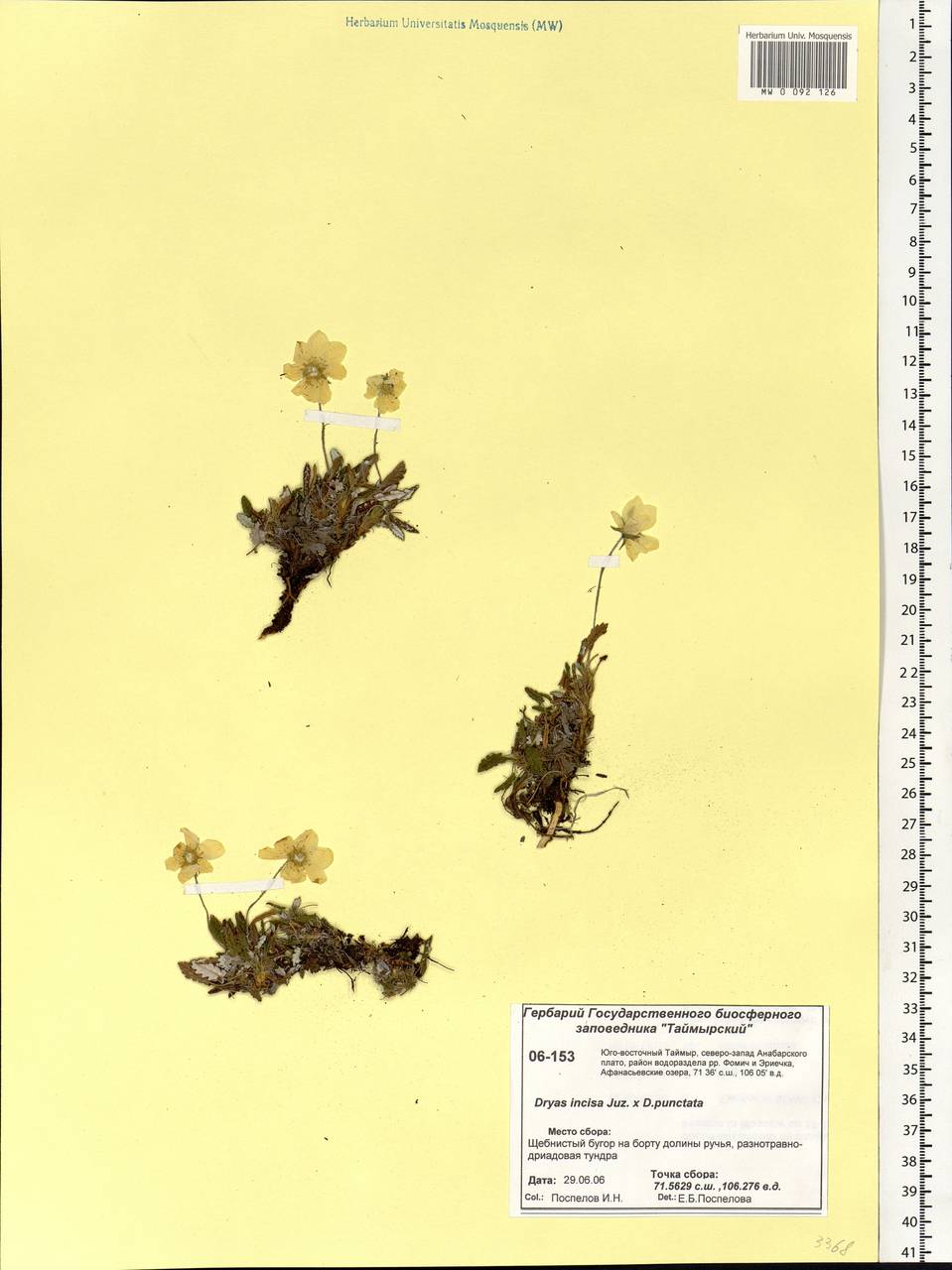 Dryas incisa × punctata  punctata, Сибирь, Центральная Сибирь (S3) (Россия)