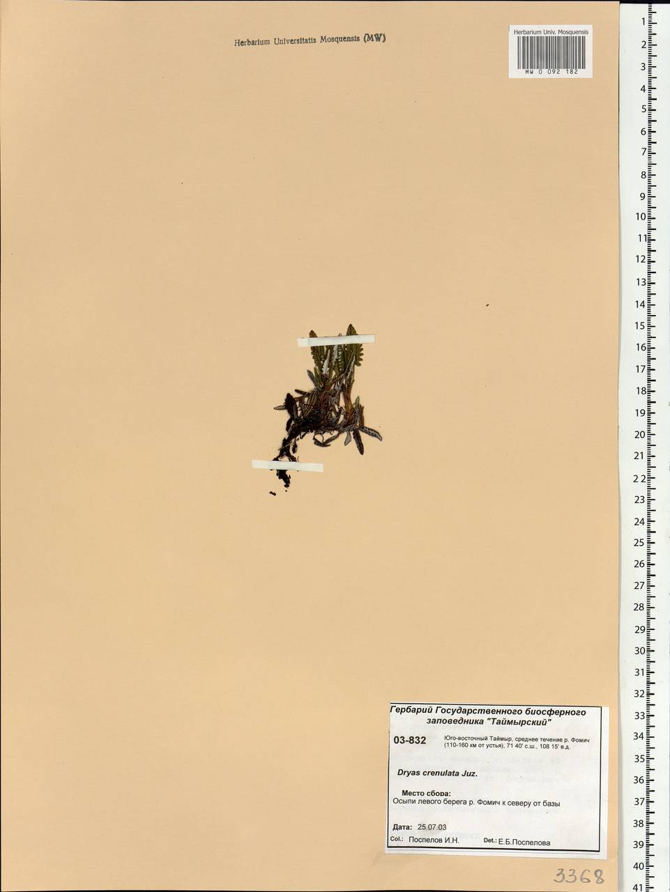 Дриада гребенчатая (Juz.) Scoggan, Сибирь, Центральная Сибирь (S3) (Россия)
