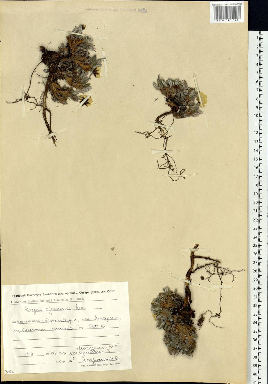 Dryas octopetala subsp. ajanensis (Juz.) Hultén, Сибирь, Чукотка и Камчатка (S7) (Россия)