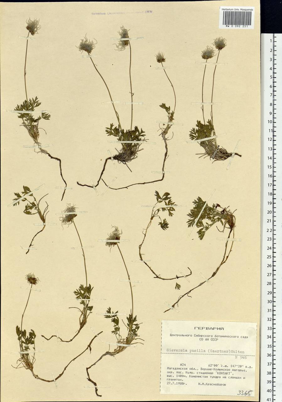 Geum selinifolium (Fisch. ex F. Schmidt) Hultén, Сибирь, Чукотка и Камчатка (S7) (Россия)
