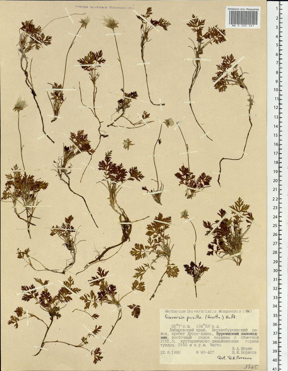Geum selinifolium (Fisch. ex F. Schmidt) Hultén, Сибирь, Дальний Восток (S6) (Россия)
