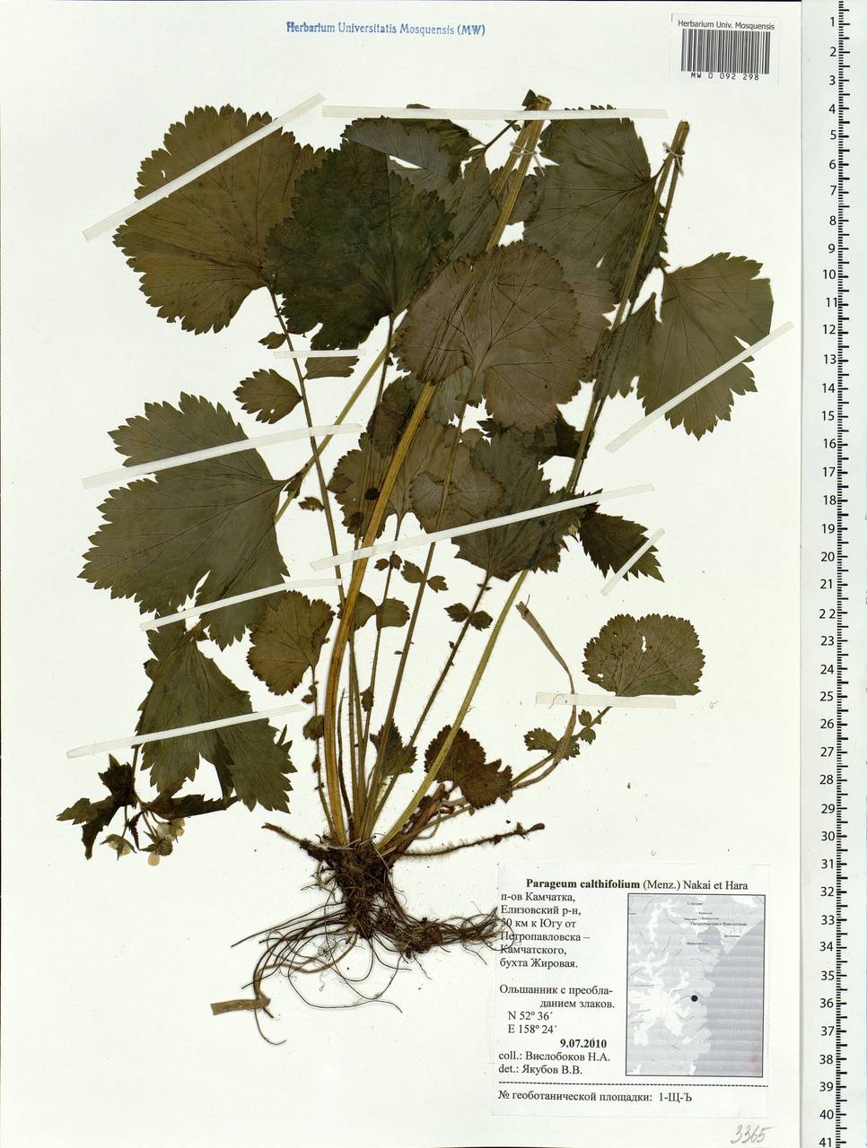 Гравилат калужницелистный, Сибирь, Чукотка и Камчатка (S7) (Россия)