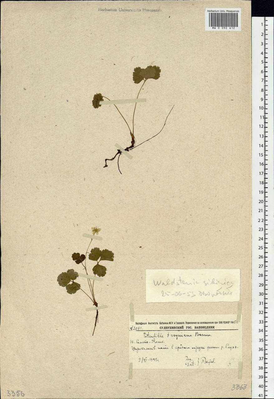 Geum ternatum subsp. ternatum, Сибирь, Дальний Восток (S6) (Россия)