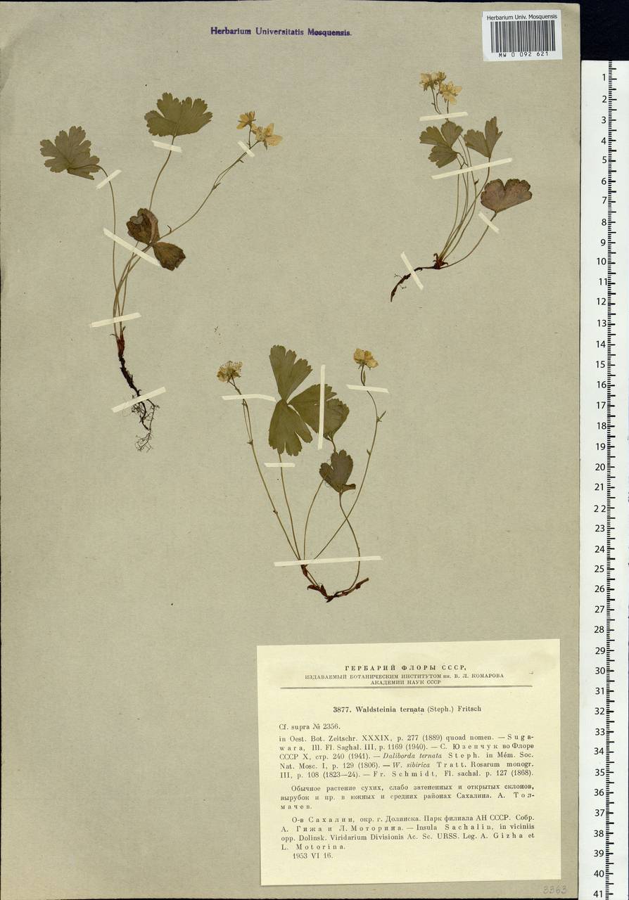Geum ternatum subsp. ternatum, Сибирь, Дальний Восток (S6) (Россия)