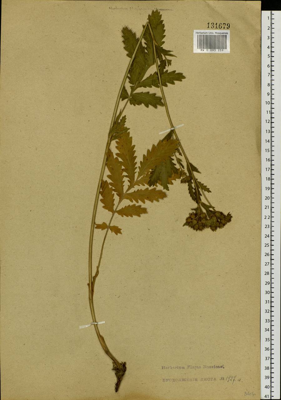 Лапчатка длиннолистная Willd., Сибирь, Западная Сибирь (S1) (Россия)
