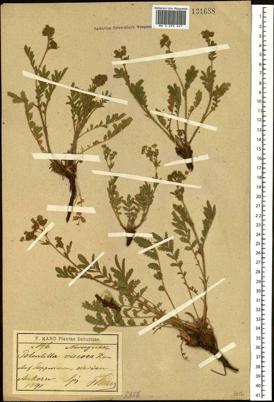 Лапчатка пижмолистная Willd. ex D. F. K. Schltdl., Сибирь, Прибайкалье и Забайкалье (S4) (Россия)