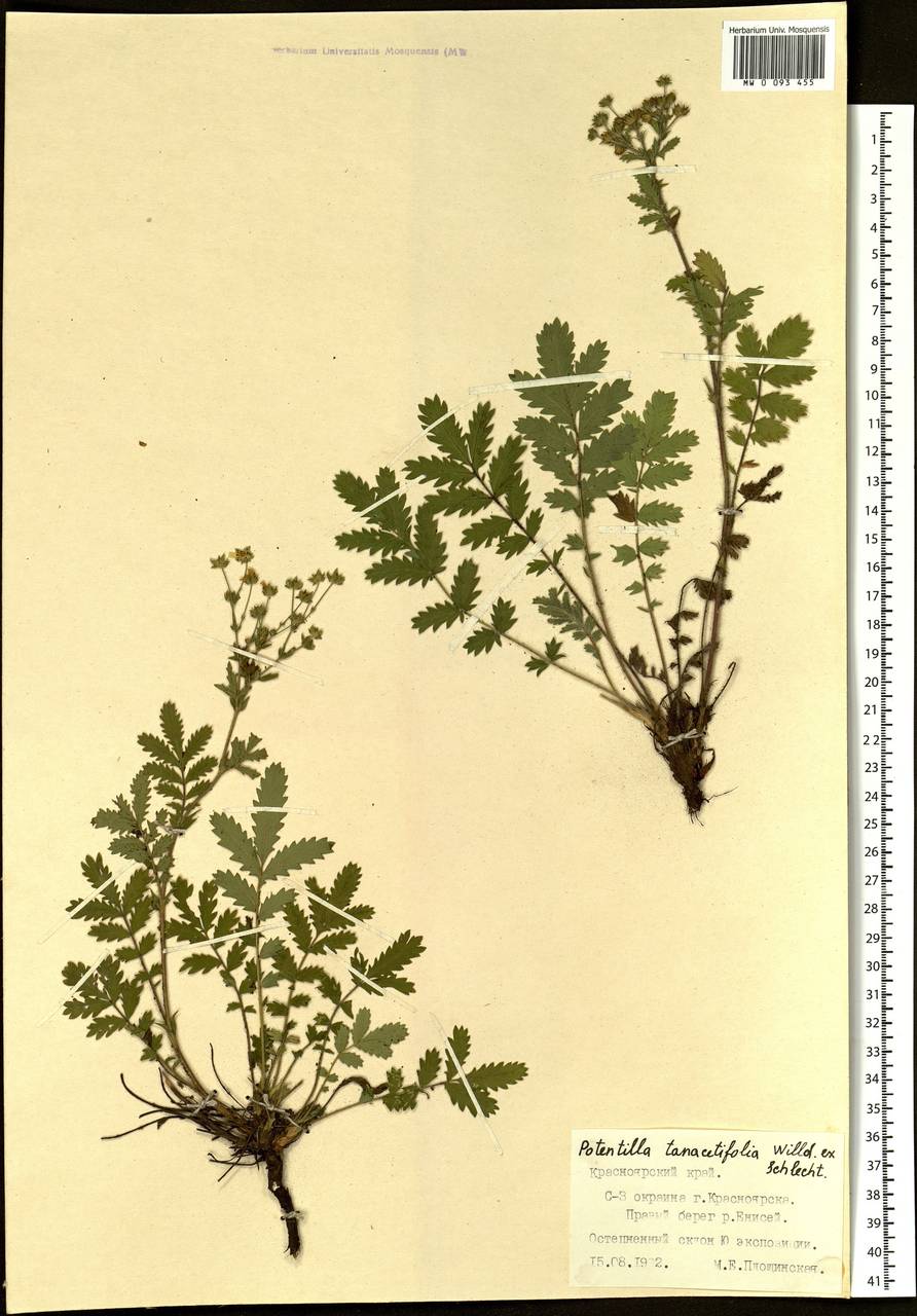 Лапчатка пижмолистная Willd. ex D. F. K. Schltdl., Сибирь, Центральная Сибирь (S3) (Россия)