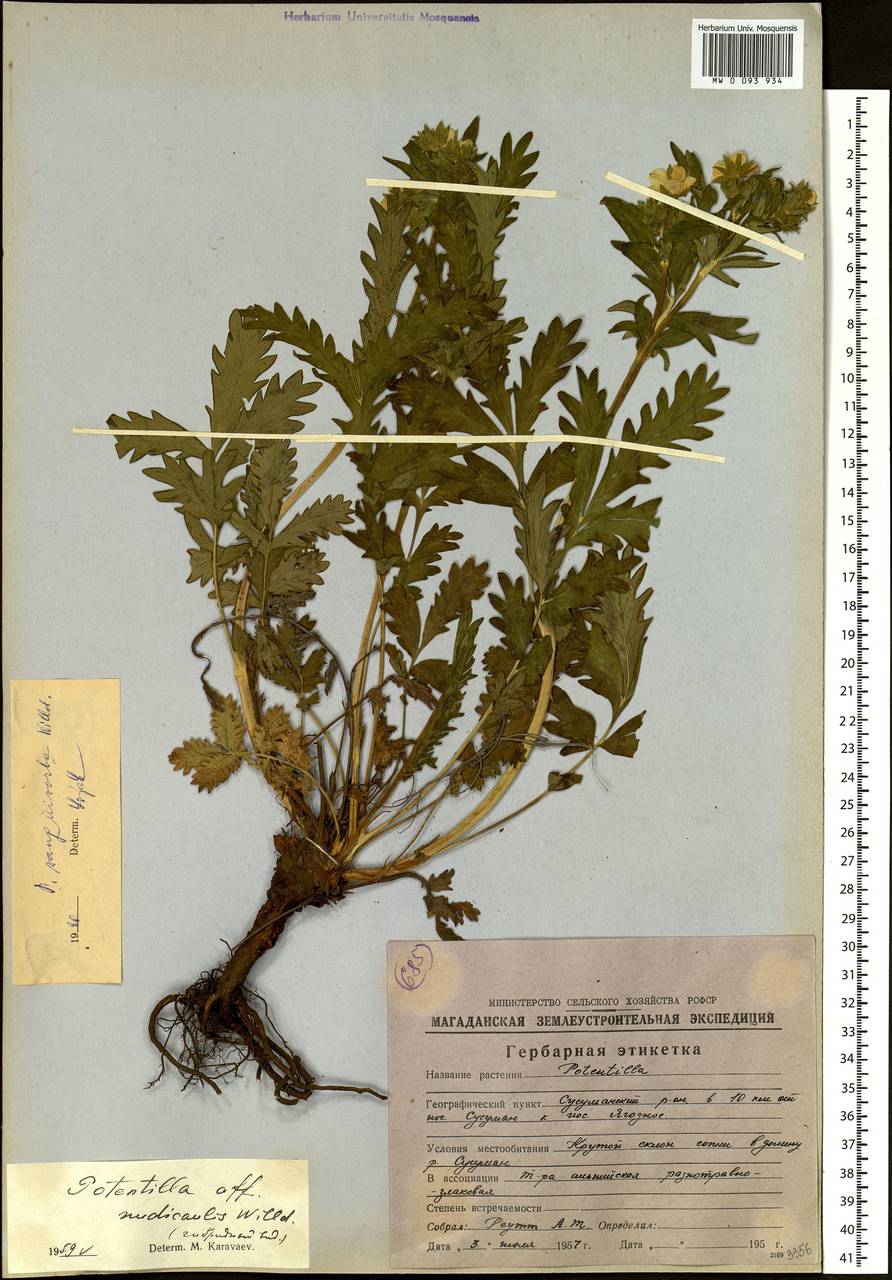 Лапчатка кровохлебковая Willd. ex Schltdl., Сибирь, Чукотка и Камчатка (S7) (Россия)