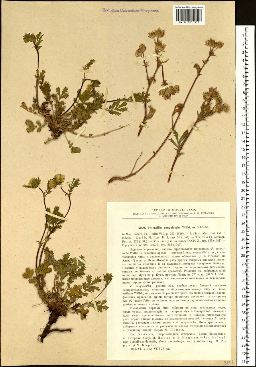 Лапчатка кровохлебковая Willd. ex Schltdl., Сибирь, Прибайкалье и Забайкалье (S4) (Россия)