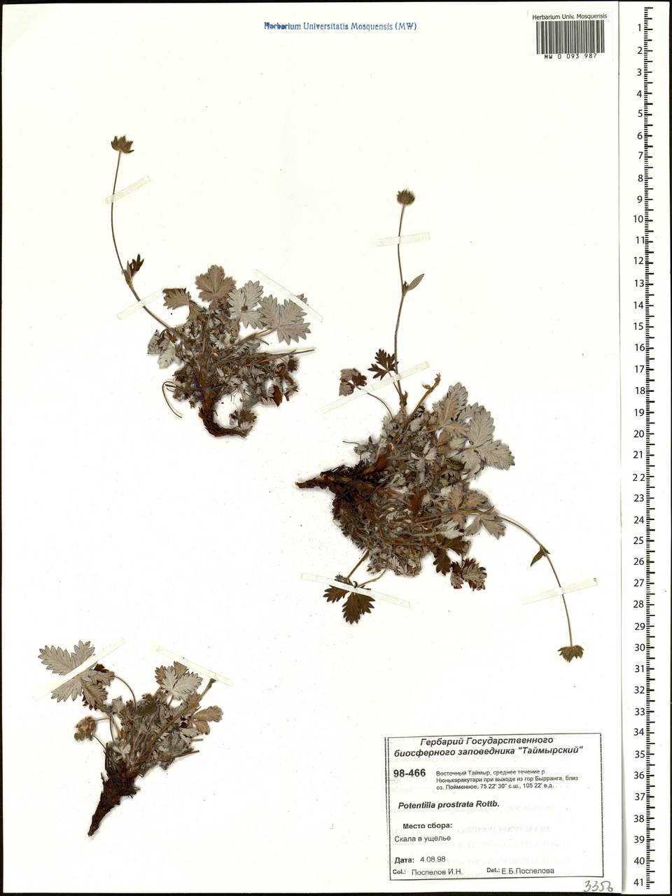 Potentilla ×prostrata Rottb., Сибирь, Центральная Сибирь (S3) (Россия)