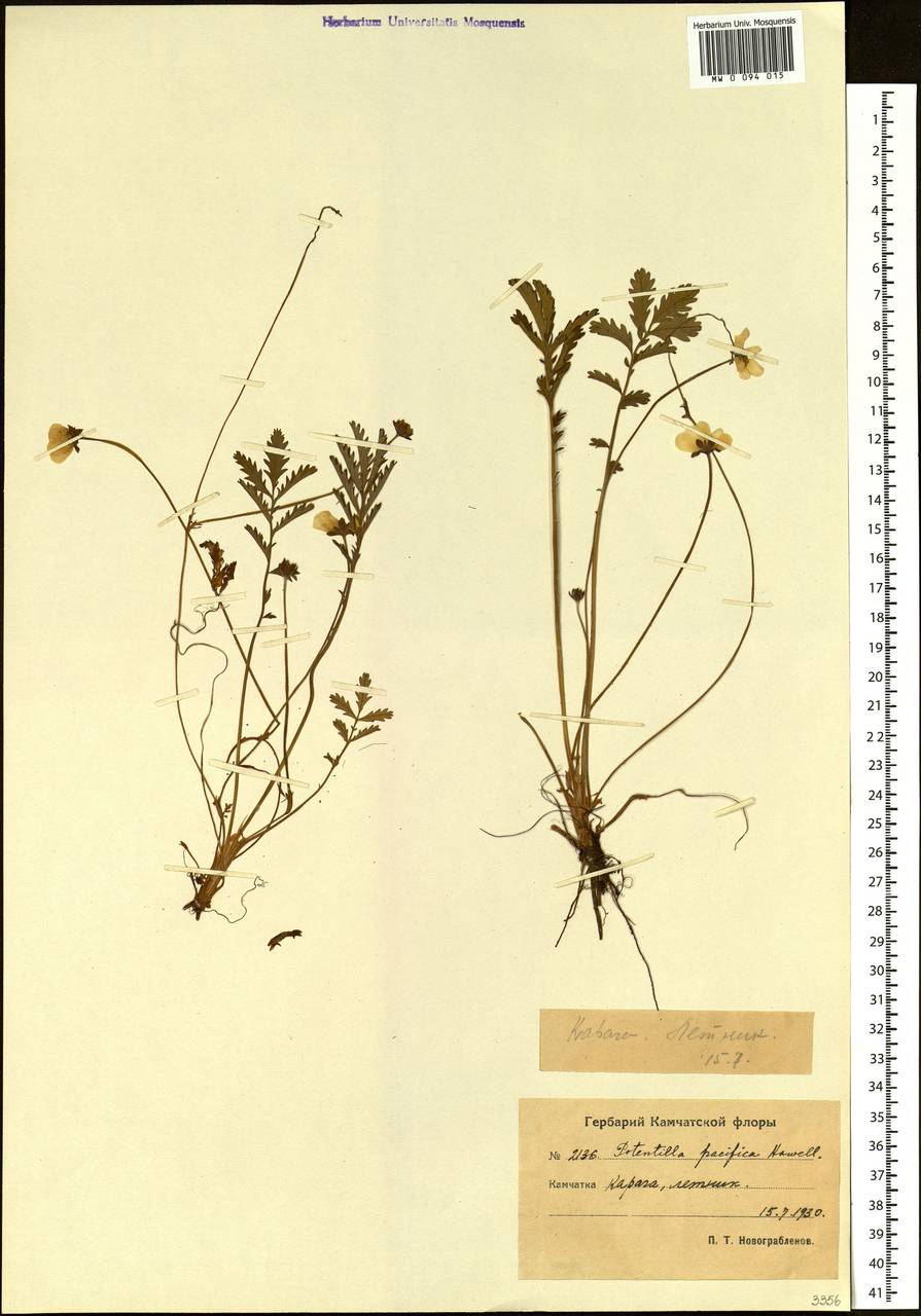 Argentina anserina subsp. pacifica (Howell) Ertter & N.M.House, Сибирь, Чукотка и Камчатка (S7) (Россия)