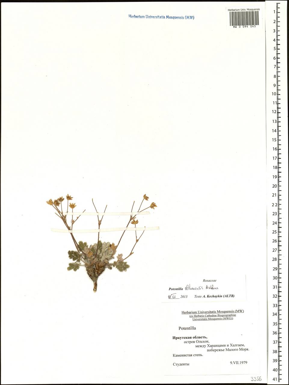 Potentilla ×olchonensis Peschkova, Сибирь, Прибайкалье и Забайкалье (S4) (Россия)