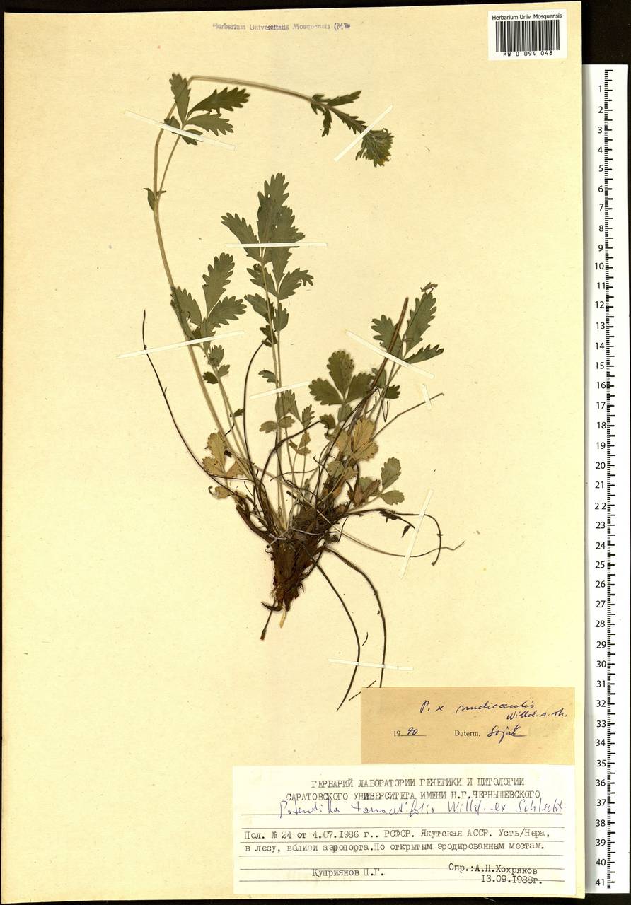 Лапчатка пижмолистная Willd. ex D. F. K. Schltdl., Сибирь, Якутия (S5) (Россия)