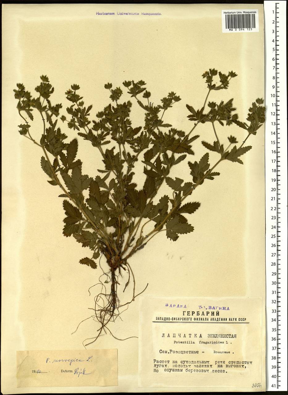 Лапчатка норвежская. Potentilla norvegica. Лапчатка Норвежская гербарий. Лапчатка Норвежская фото и описание.