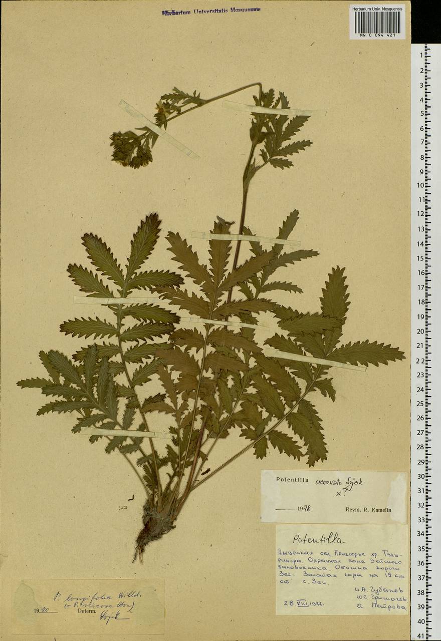 Лапчатка длиннолистная Willd., Сибирь, Дальний Восток (S6) (Россия)