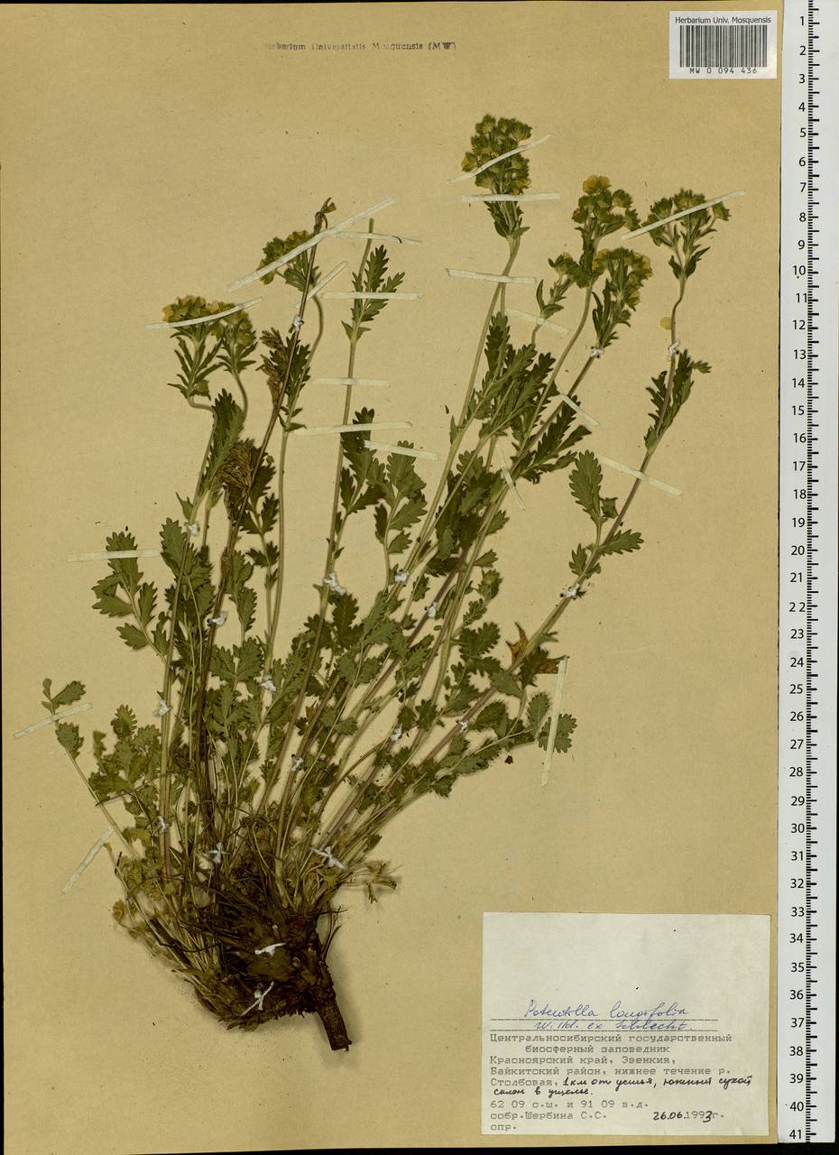 Лапчатка длиннолистная Willd., Сибирь, Центральная Сибирь (S3) (Россия)