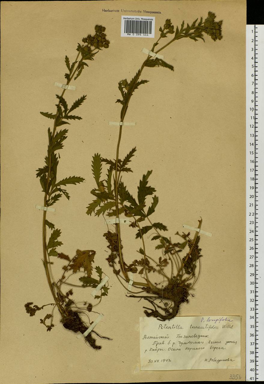 Лапчатка длиннолистная Willd., Сибирь, Алтай и Саяны (S2) (Россия)
