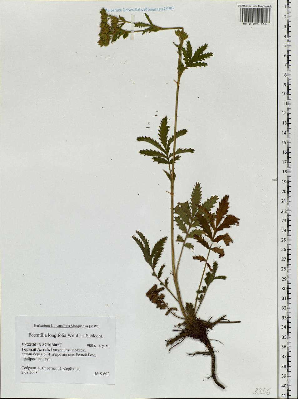 Растения Пермского края лапчатка длиннолистная