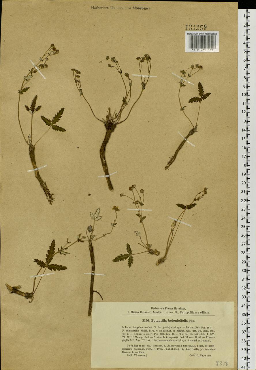 Potentilla betonicifolia Poir., Сибирь, Прибайкалье и Забайкалье (S4) (Россия)