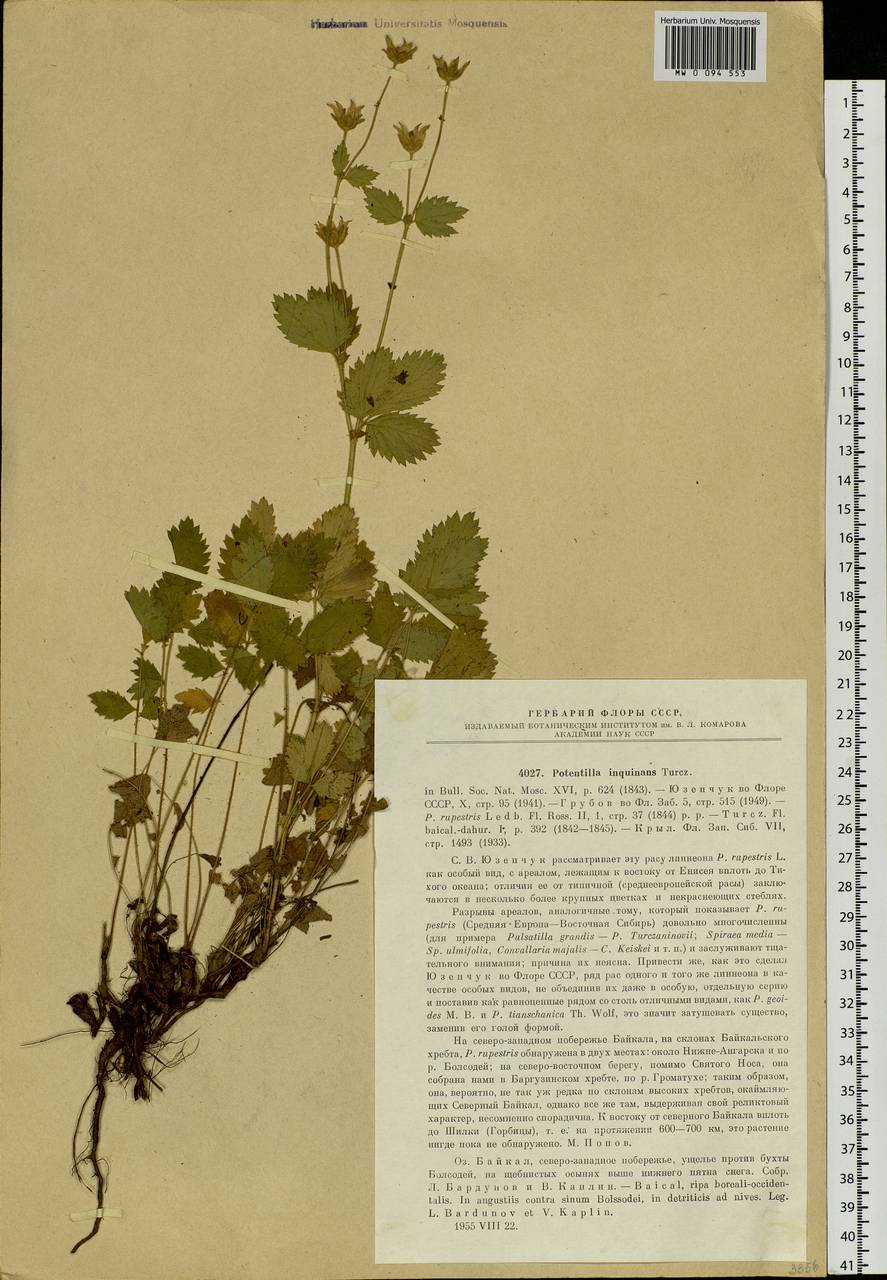 Drymocallis inquinans (Turcz.) Soják, Сибирь, Прибайкалье и Забайкалье (S4) (Россия)