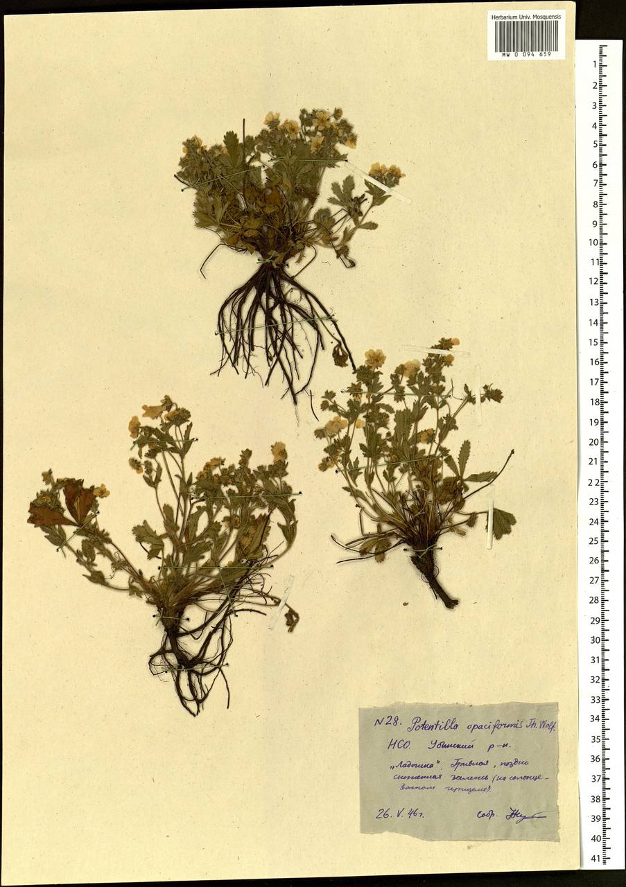 Лапчатка распростертая Willd. ex D. F. K. Schltdl., Сибирь, Западная Сибирь (S1) (Россия)