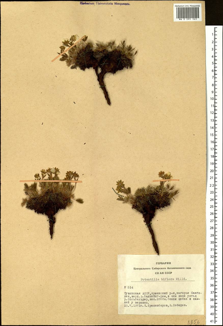 Лапчатка двухцветковая Willd. ex Schltdl., Сибирь, Алтай и Саяны (S2) (Россия)