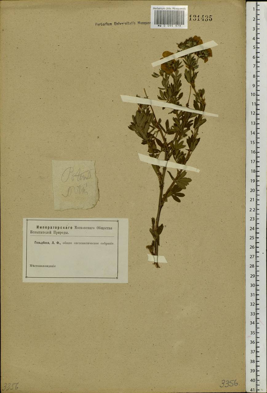 Курильский чай кустарниковый (L.) Rydb., Сибирь, Алтай и Саяны (S2) (Россия)