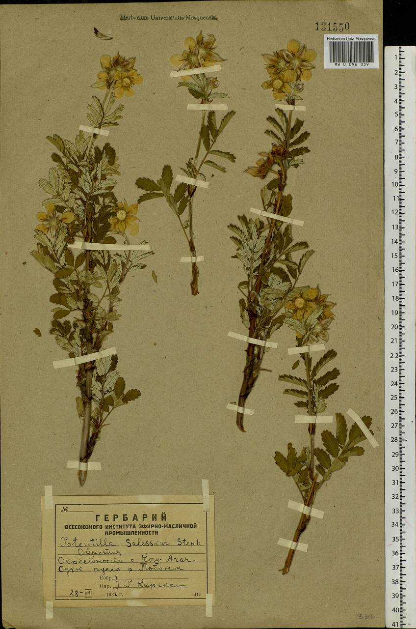 Farinopsis salesoviana (Stephan) Chrtek & Soják, Сибирь, Алтай и Саяны (S2) (Россия)